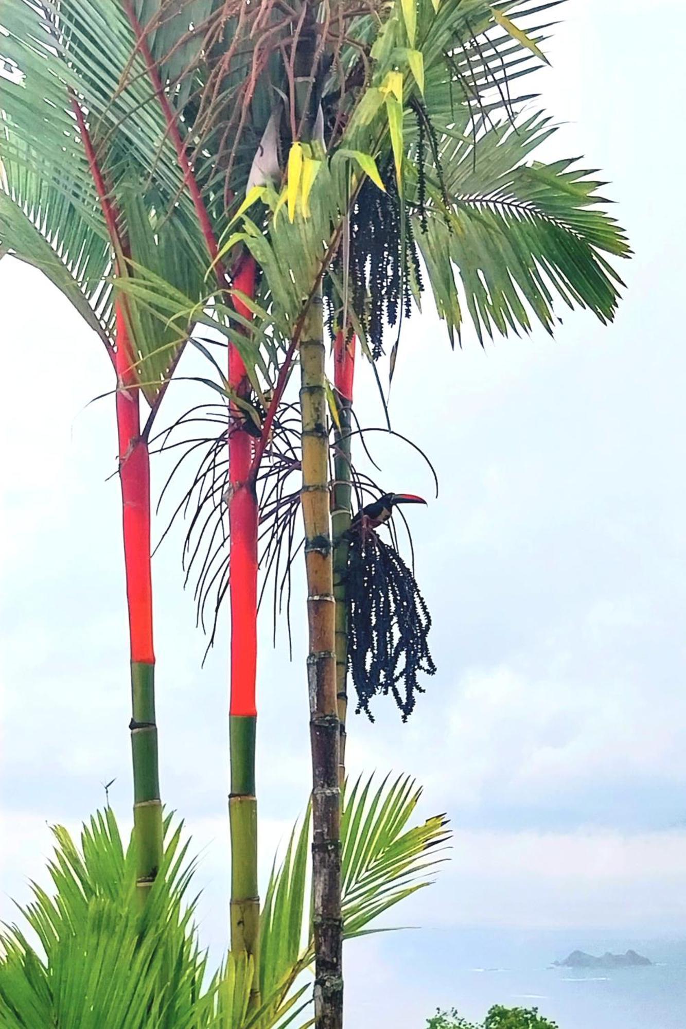 Flor De Bambu Apartman Uvita Kültér fotó