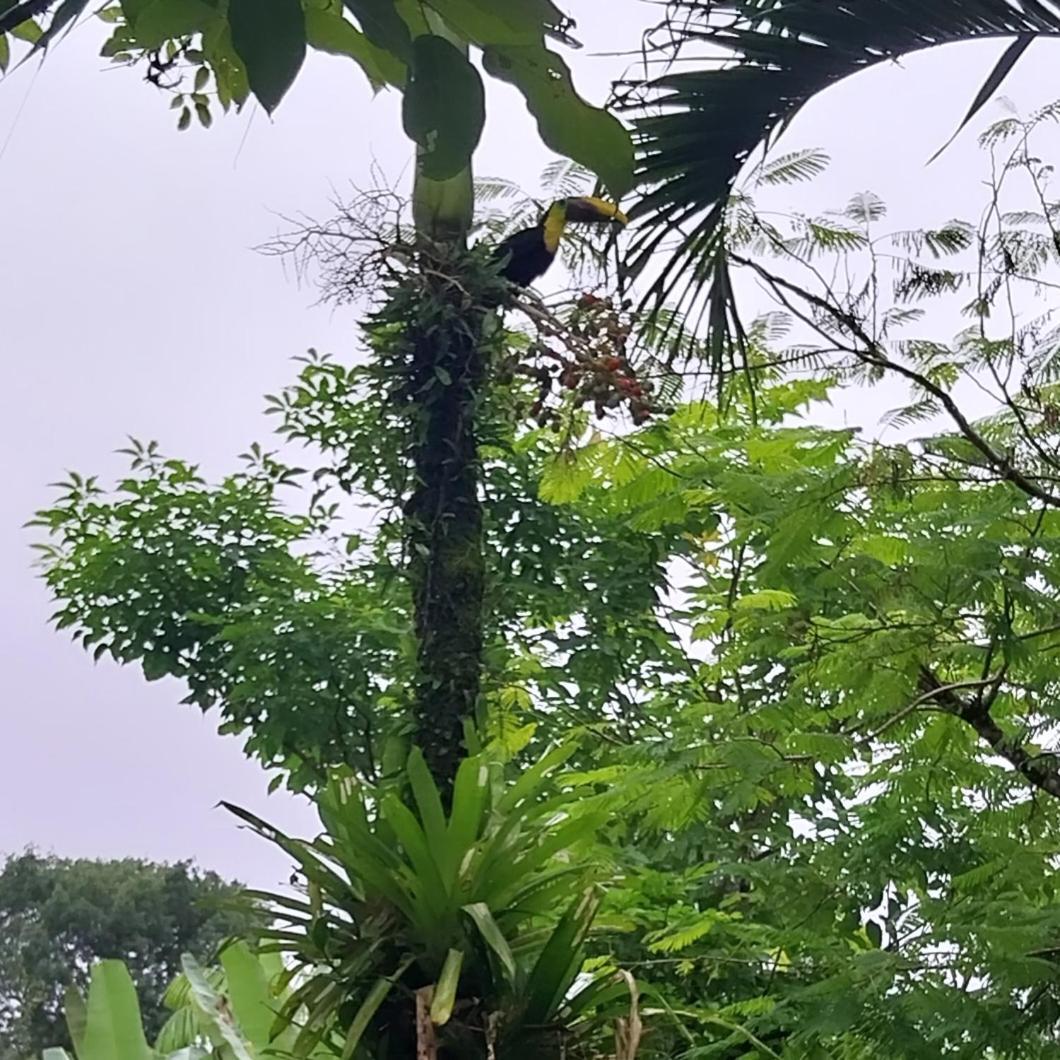 Flor De Bambu Apartman Uvita Kültér fotó
